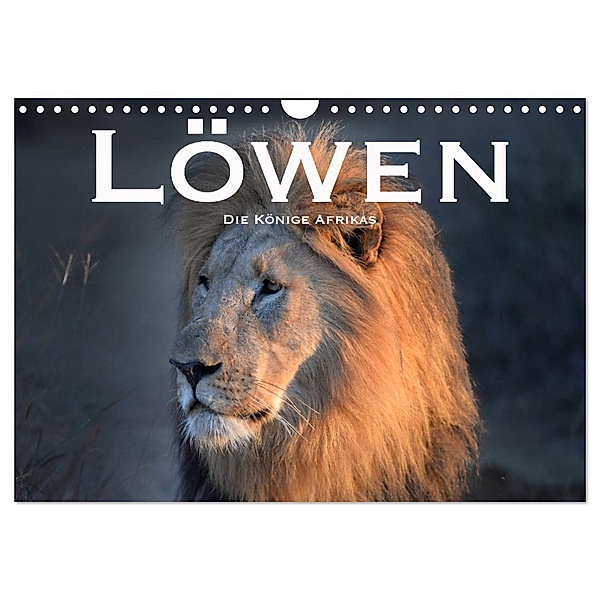 Löwen. Die Könige Afrikas (Wandkalender 2024 DIN A4 quer), CALVENDO Monatskalender, Robert Styppaa