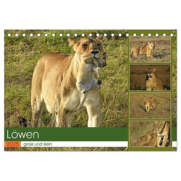 Löwen - gross und klein (Tischkalender 2025 DIN A5 quer), CALVENDO Monatskalender, Calvendo, Susan Michel