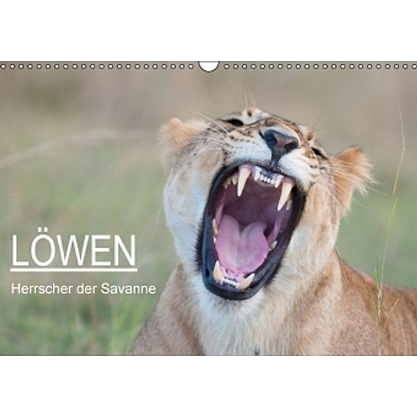 Löwen - Herrscher der Savanne / CH-Version (Wandkalender 2015 DIN A3 quer), Andreas Lippmann