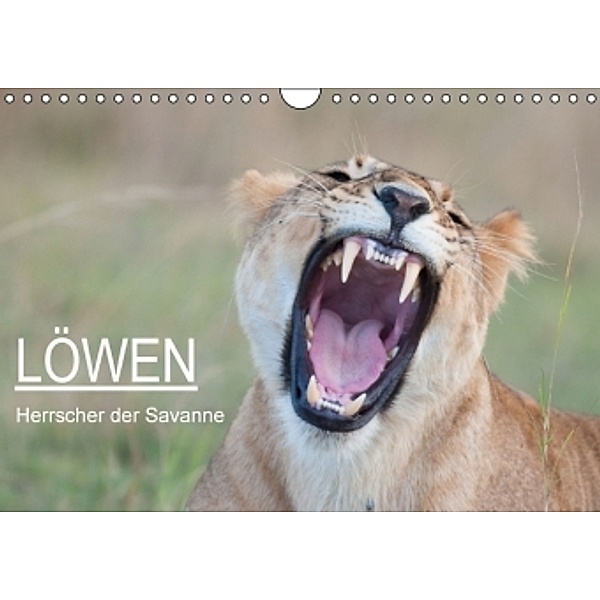 Löwen - Herrscher der Savanne / CH-Version (Wandkalender 2015 DIN A4 quer), Andreas Lippmann