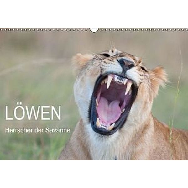 Löwen - Herrscher der Savanne (Wandkalender 2015 DIN A3 quer), Andreas Lippmann