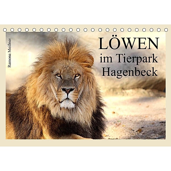 Löwen im Tierpark Hagenbeck (Tischkalender 2023 DIN A5 quer), Ramona Meißner