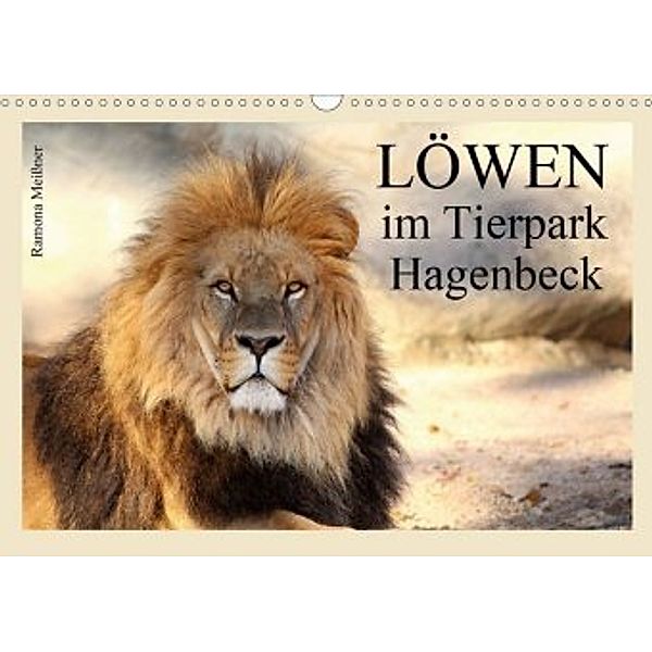 Löwen im Tierpark Hagenbeck (Wandkalender 2020 DIN A3 quer), Ramona Meißner