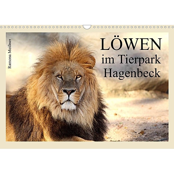 Löwen im Tierpark Hagenbeck (Wandkalender 2023 DIN A3 quer), Ramona Meißner