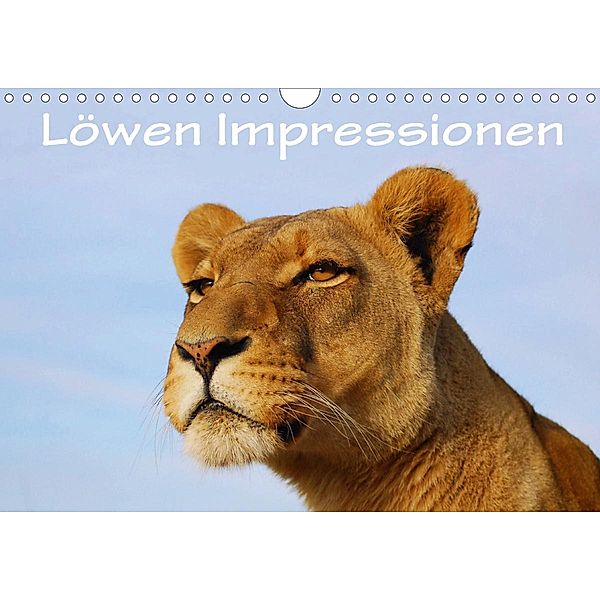 Löwen Impressionen (Wandkalender 2021 DIN A4 quer), Anke van Wyk