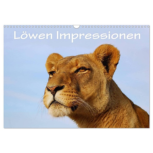Löwen Impressionen (Wandkalender 2024 DIN A3 quer), CALVENDO Monatskalender, Anke van Wyk