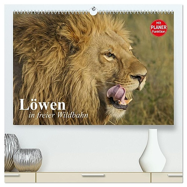 Löwen in freier Wildbahn (hochwertiger Premium Wandkalender 2024 DIN A2 quer), Kunstdruck in Hochglanz, Elisabeth Stanzer