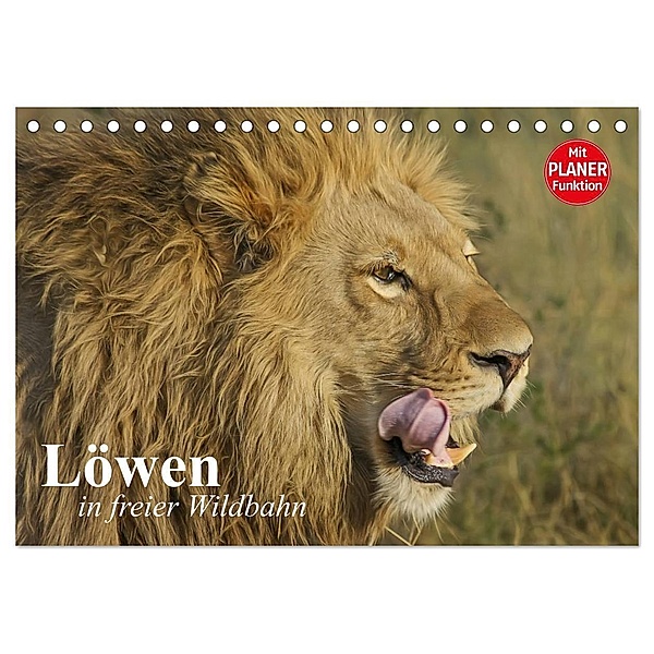 Löwen in freier Wildbahn (Tischkalender 2024 DIN A5 quer), CALVENDO Monatskalender, Elisabeth Stanzer