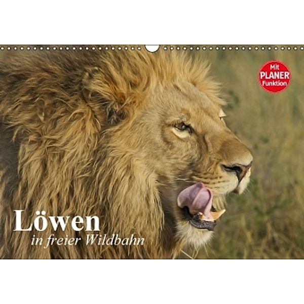 Löwen in freier Wildbahn (Wandkalender 2016 DIN A3 quer), Elisabeth Stanzer