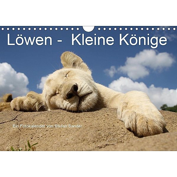 Löwen - Kleine Könige (Wandkalender 2021 DIN A4 quer), Stefan Sander