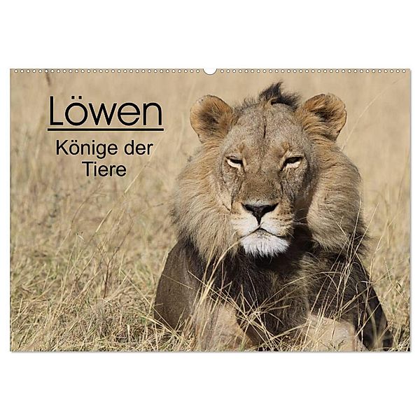 Löwen - Könige der Tiere (Wandkalender 2024 DIN A2 quer), CALVENDO Monatskalender, Stefan Sander