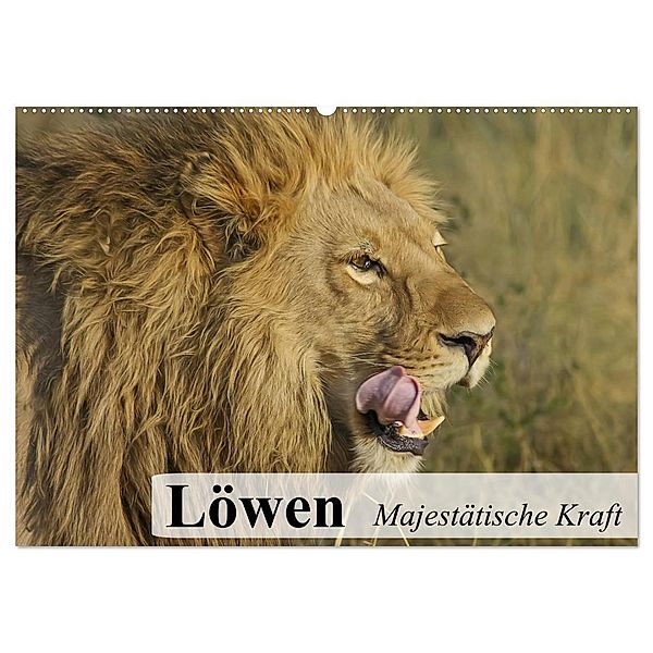 Löwen. Majestätische Kraft (Wandkalender 2024 DIN A2 quer), CALVENDO Monatskalender, Elisabeth Stanzer