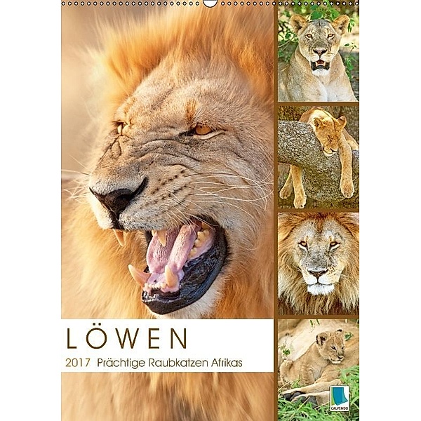 Löwen: prächtige Raubkatzen (Wandkalender 2017 DIN A2 hoch), CALVENDO