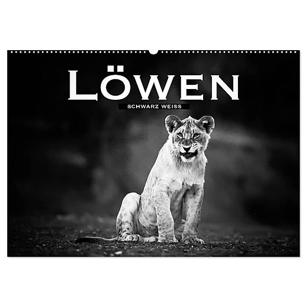 Löwen schwarz weiß (Wandkalender 2024 DIN A2 quer), CALVENDO Monatskalender, Robert Styppa