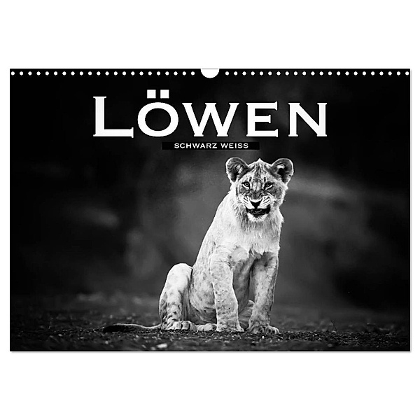 Löwen schwarz weiß (Wandkalender 2024 DIN A3 quer), CALVENDO Monatskalender, Robert Styppa
