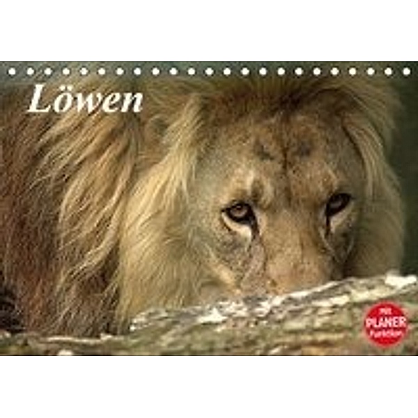 Löwen (Tischkalender 2016 DIN A5 quer), Arno Klatt