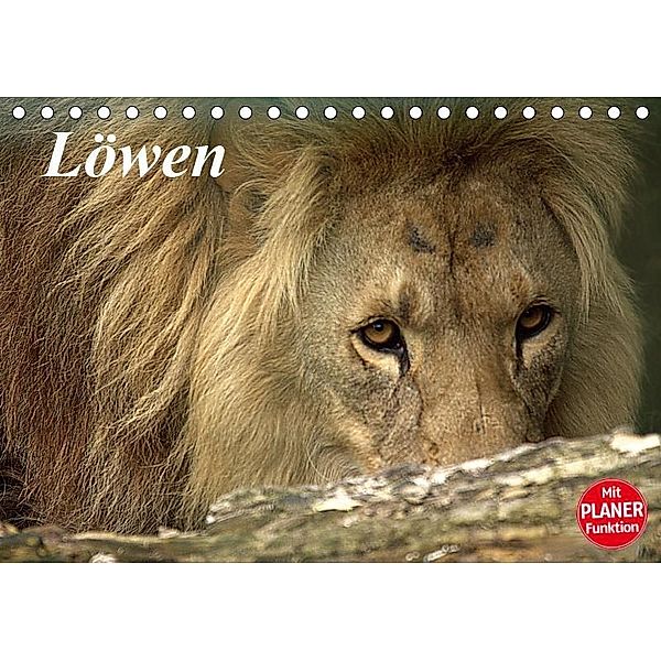 Löwen (Tischkalender 2019 DIN A5 quer), Arno Klatt