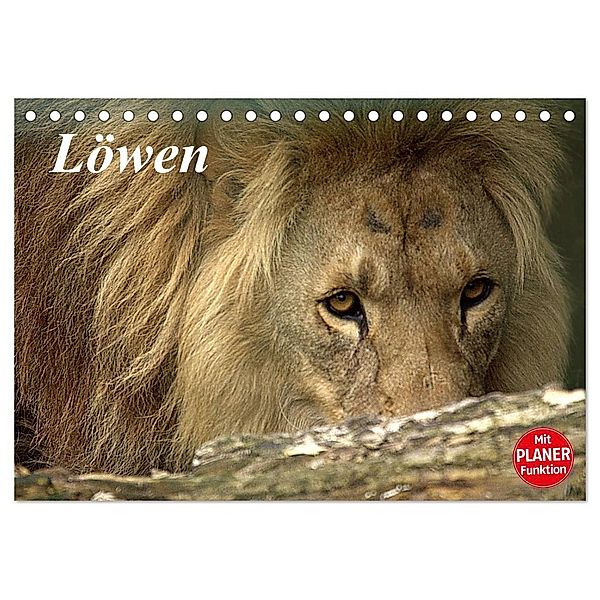 Löwen (Tischkalender 2024 DIN A5 quer), CALVENDO Monatskalender, Arno Klatt