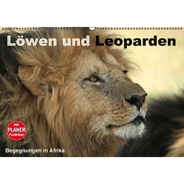 Löwen und Leoparden - Begegnungen in Afrika (Wandkalender 2016 DIN A2 quer), Michael Herzog