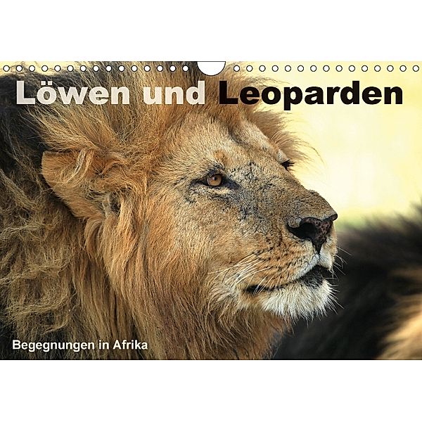 Löwen und Leoparden - Begegnungen in Afrika (Wandkalender 2018 DIN A4 quer), Michael Herzog