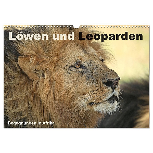 Löwen und Leoparden - Begegnungen in Afrika (Wandkalender 2024 DIN A3 quer), CALVENDO Monatskalender, Michael Herzog