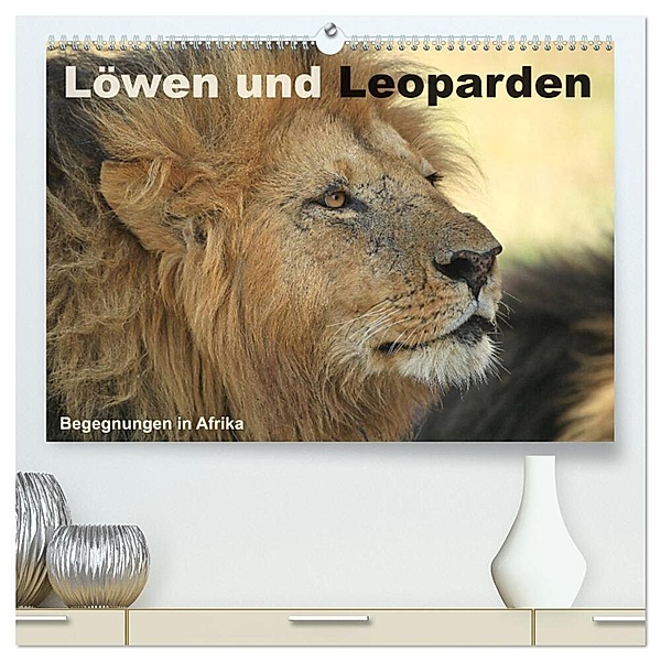 Löwen und Leoparden - Begegnungen in Afrika (hochwertiger Premium Wandkalender 2024 DIN A2 quer), Kunstdruck in Hochglanz, Michael Herzog