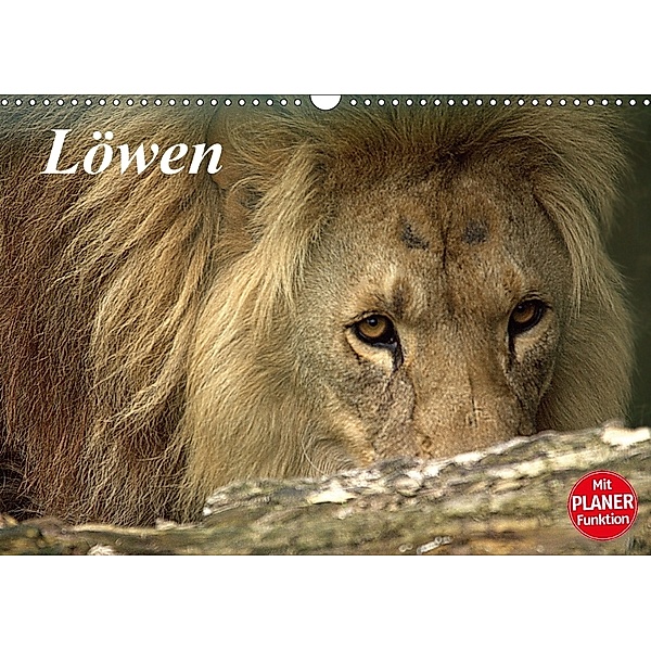 Löwen (Wandkalender 2018 DIN A3 quer), Arno Klatt