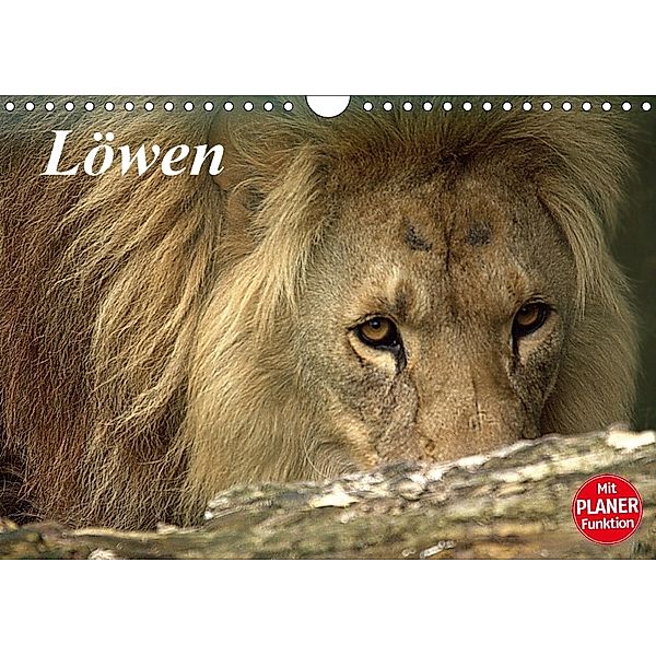 Löwen (Wandkalender 2018 DIN A4 quer), Arno Klatt