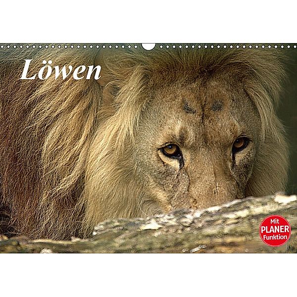 Löwen (Wandkalender 2019 DIN A3 quer), Arno Klatt