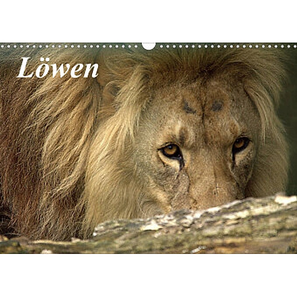 Löwen (Wandkalender 2022 DIN A3 quer), Arno Klatt