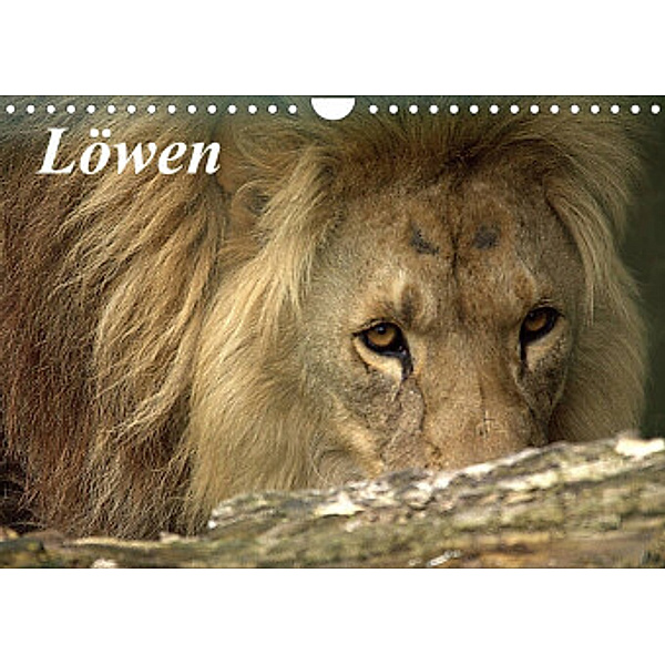 Löwen (Wandkalender 2022 DIN A4 quer), Arno Klatt