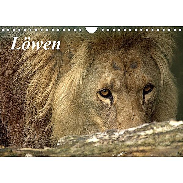 Löwen (Wandkalender 2023 DIN A4 quer), Arno Klatt
