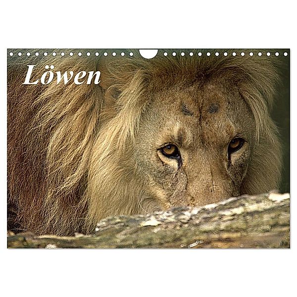 Löwen (Wandkalender 2024 DIN A4 quer), CALVENDO Monatskalender, Arno Klatt