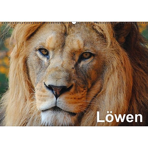 Löwen (Wandkalender immerwährend DIN A2 quer), Elisabeth Stanzer