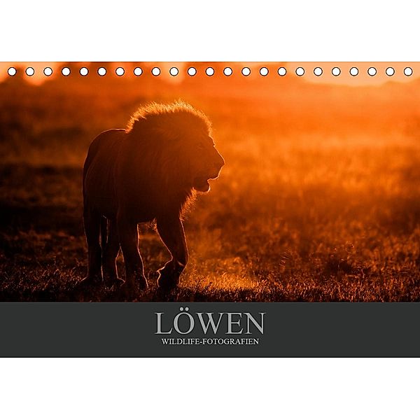 Löwen Wildlife-Fotografien (Tischkalender 2021 DIN A5 quer), Christina Krutz