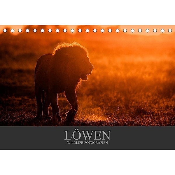 Löwen Wildlife-Fotografien (Tischkalender 2023 DIN A5 quer), Christina Krutz