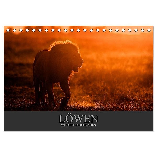 Löwen Wildlife-Fotografien (Tischkalender 2024 DIN A5 quer), CALVENDO Monatskalender, Christina Krutz