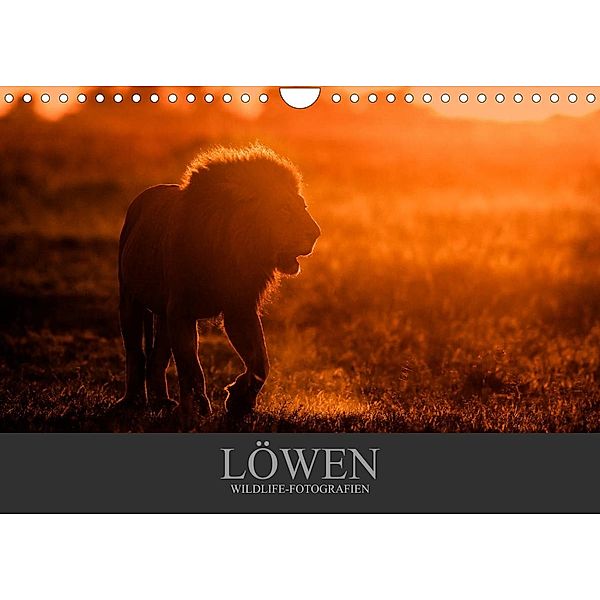 Löwen Wildlife-Fotografien (Wandkalender 2023 DIN A4 quer), Christina Krutz
