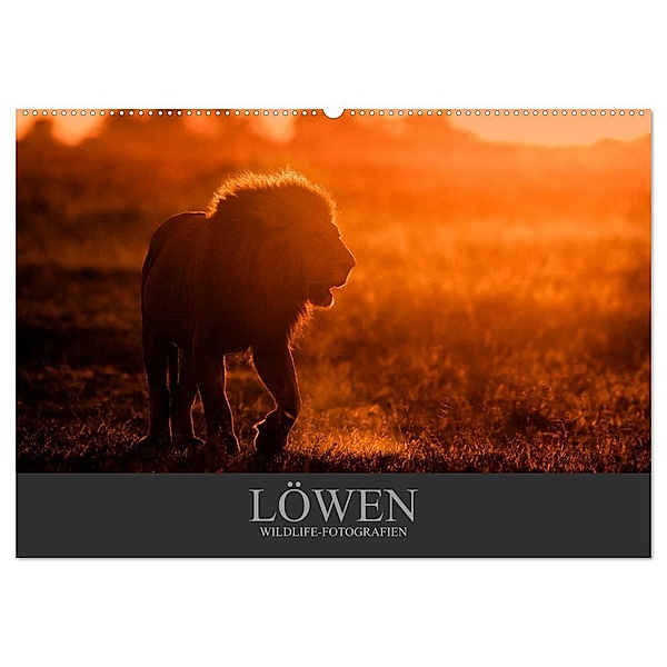Löwen Wildlife-Fotografien (Wandkalender 2024 DIN A2 quer), CALVENDO Monatskalender, Christina Krutz