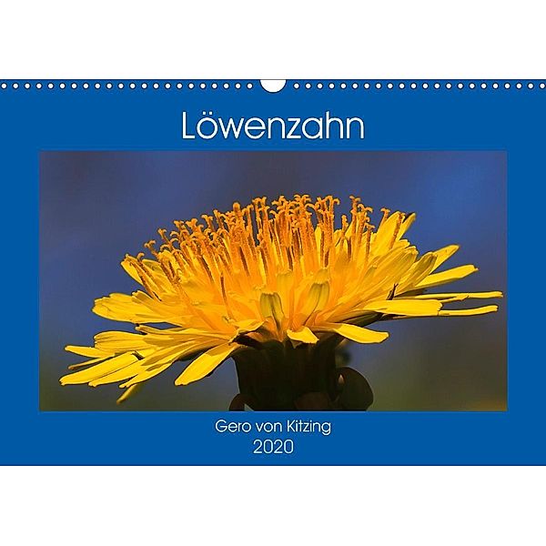 Löwenzahn im Frühjahr (Wandkalender 2020 DIN A3 quer), Gero von Kitzing, Gero von Kitzing