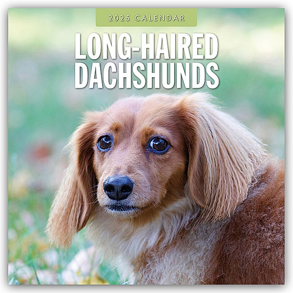 Long-Haired Dachshunds - Langhaardackel 2025 - 16-Monatskalender, Red Robin Publishing Ltd