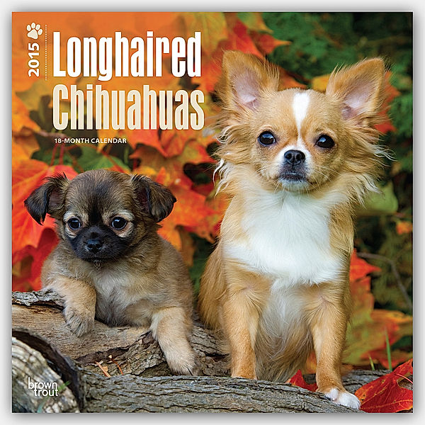 Longhaired Chihuahuas, Broschürenkalender 2015