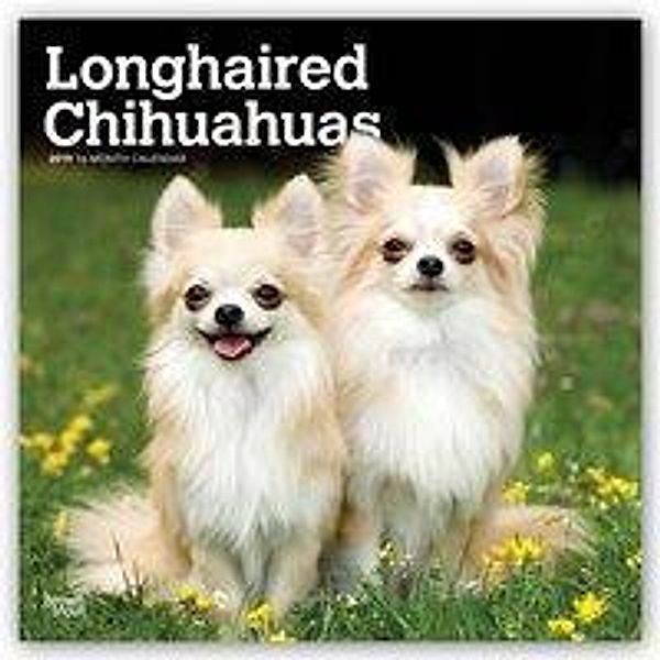 Longhaired Chihuahuas - Langhaar-Chihuahuas 2019 - 18-Monats
