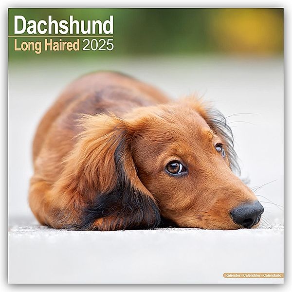 Longhaired Dachshund - Langhaardackel 2025 - 16-Monatskalender, Avonside Publishing Ltd