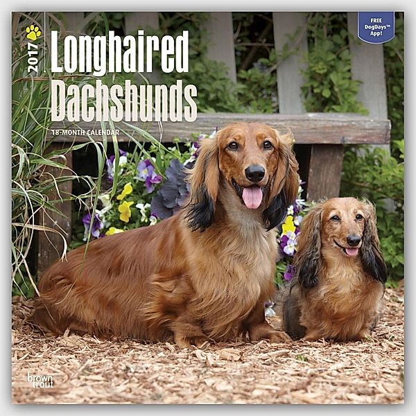 Longhaired Dachshunds 2017