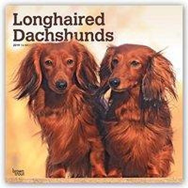 Longhaired Dachshunds - Langhaardackel 2019 - 18-Monatskalen