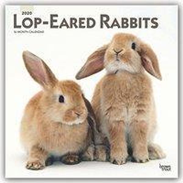 Lop-eared Rabbits 2020 - 16-Monatskalender, BrownTrout Publisher