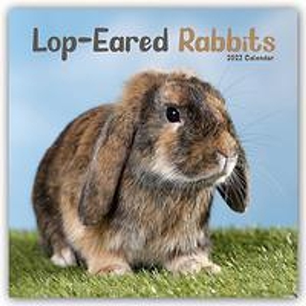 Lop-eared Rabbits - Kaninchen mit Hängeohren/Widderkaninchen 2022 - 16-Monatskalender, Avonside Publishing Ltd