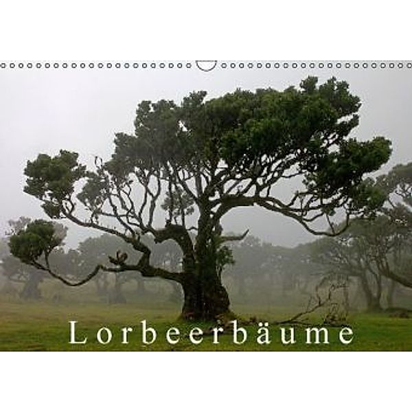Lorbeerbäume (Wandkalender 2016 DIN A3 quer), Klaus Lielischkies