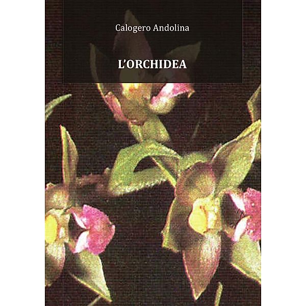 L'orchidea, Calogero Andolina